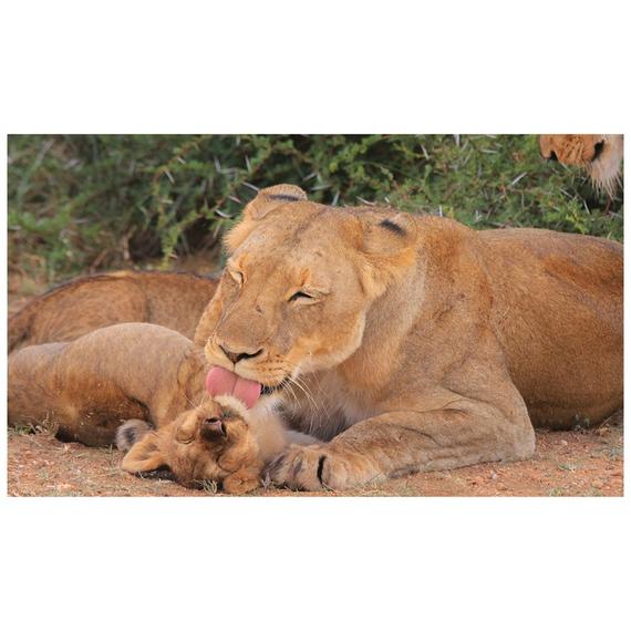 Állatok és kicsinyeik diafilm 34101007 (34236)